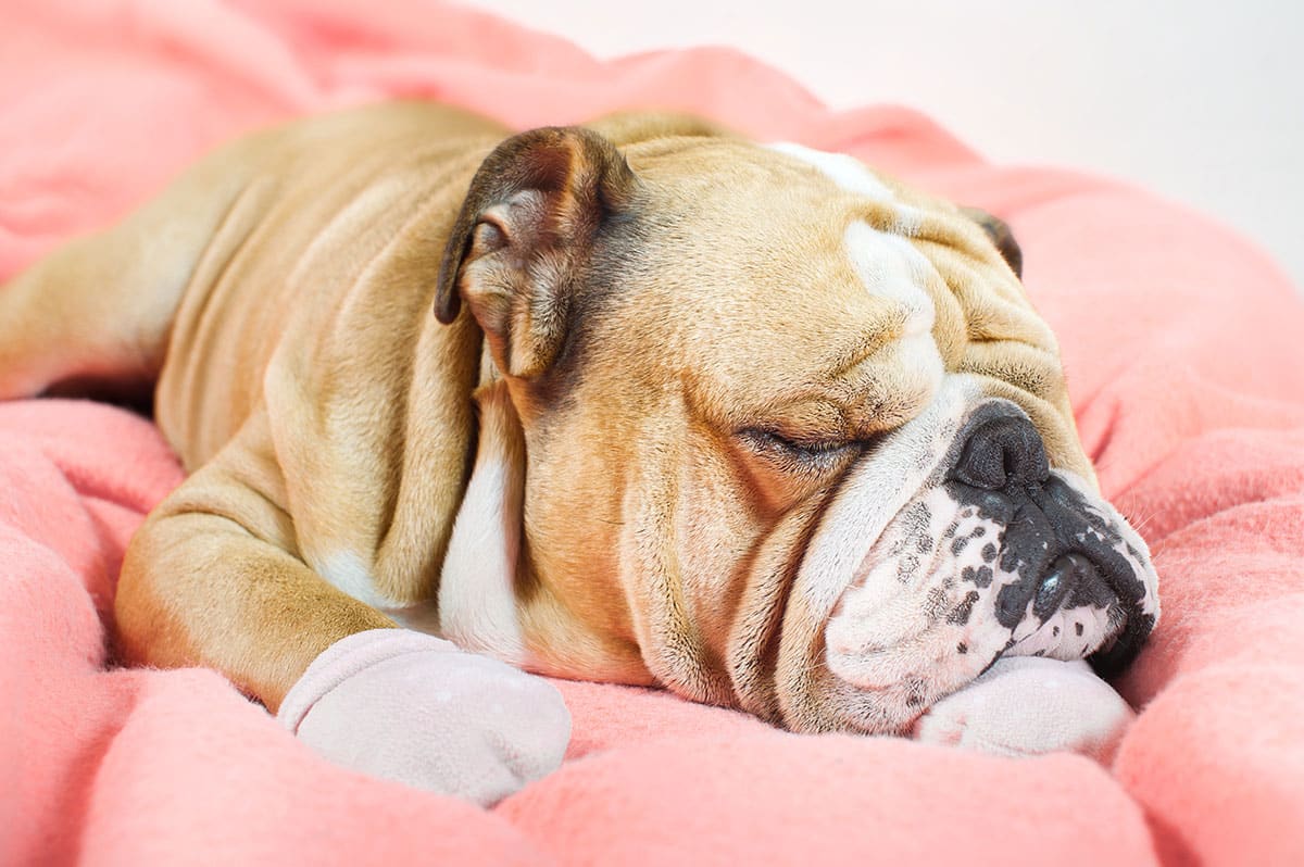 Snoring dog on pink bean bag